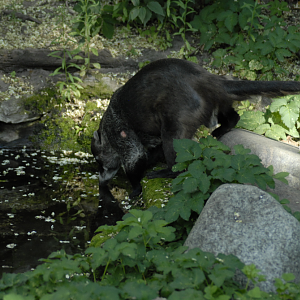 A washing bear of different sort - Berlin Zoo 2022