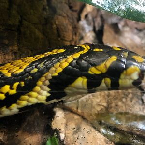 Mandarin Rat Snake
