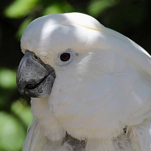 White Cockatoo