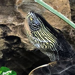 Common Thread Turtle