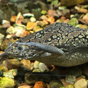 African Clawed Frog