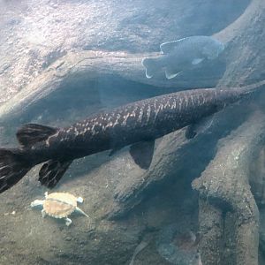Spotted Gar