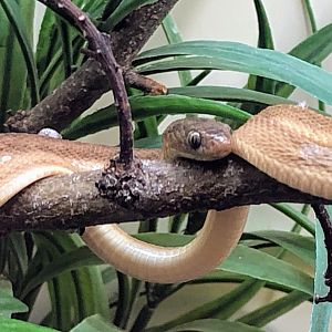 Gans's Egg-eating Snake