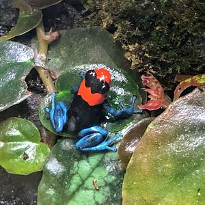 Blessed Poison Frog