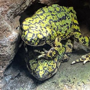 Chihuahuan Green Toad