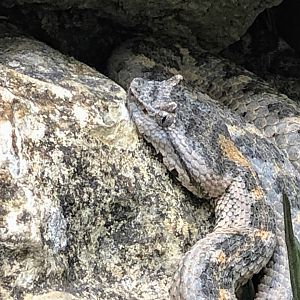 Black-tailed Horned Pitviper