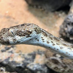 Egyptian Saw-scaled Viper