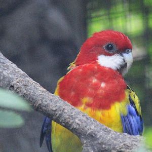 Eastern Rosella