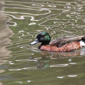 Chestnut Teal