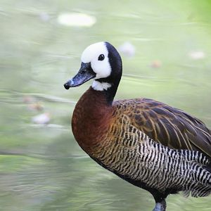 White-faced Whistling-Duck