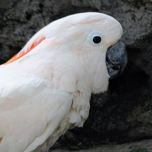 Salmon-crested Cockatoo