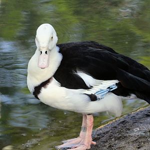 Radjah Shelduck