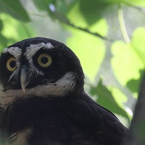 Spectacled Owl
