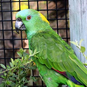 Yellow-naped Parrot