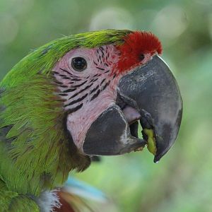 Great Green Macaw