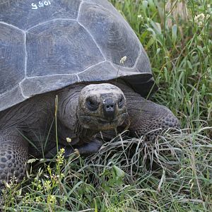Darwin Volcano Giant Tortoise