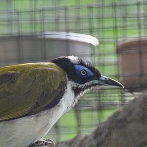 Blue-faced Honeyeater