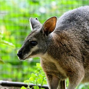 Tammar Wallaby