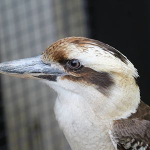 Laughing Kookaburra
