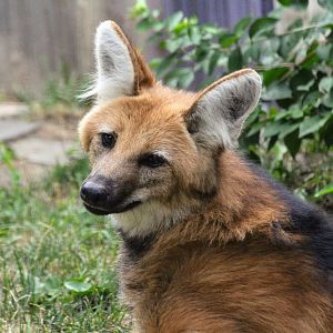 Maned Wolf