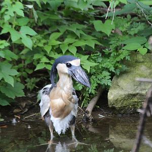 Boat-billed Heron