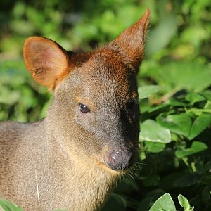 Southern Pudu