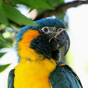 Blue-throated Macaw