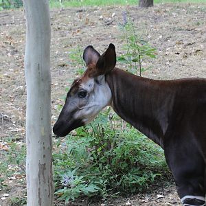 Okapi