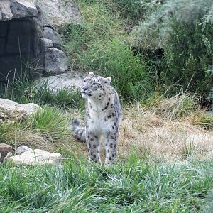 Snow Leopard
