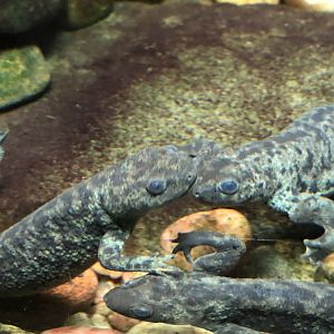 Iberian Ribbed Newt