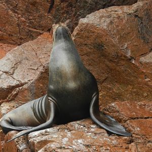 Patagonian sea lion - Islas Ballestas
