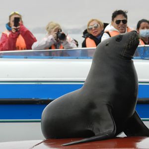 Patagonian sea lion - Islas Ballestas