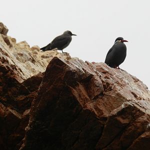 Inca terns - Islas Ballestas