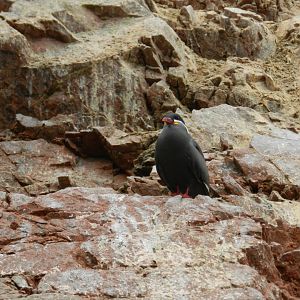 Inca tern - Islas Ballestas