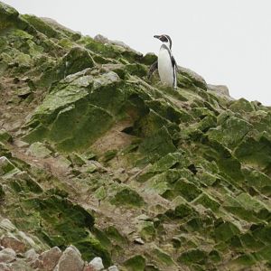 Humboldt penguin - Islas Ballestas