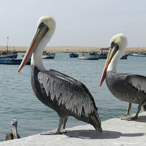 Peruvian pelicans - Paracas national reserve
