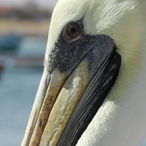 Peruvian pelican - Paracas national reserve