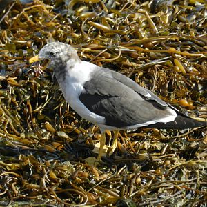 Gull feeding on crab - Paracas national reserve