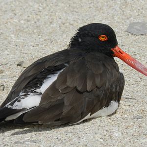 Oystercatcher - Paracas national reserve