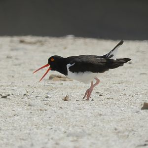 Oystercatcher - Paracas national reserve