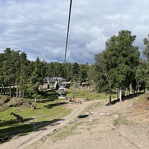 Safari Gondola Ride