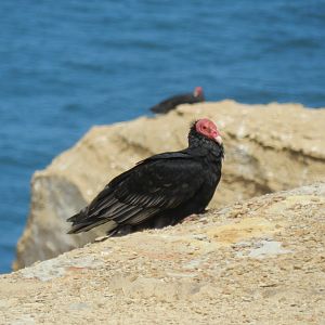 Turkey vulture - Paracas national reserve
