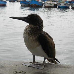 Peruvian booby - Port of Paracas