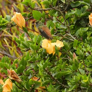 Amazilia Hummingbird - Lima
