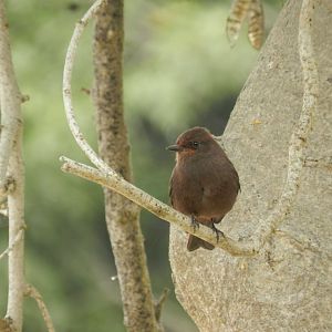 Scarlet flycatcher (dark morph) - Lima