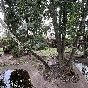 Chinese Dhole Exhibit