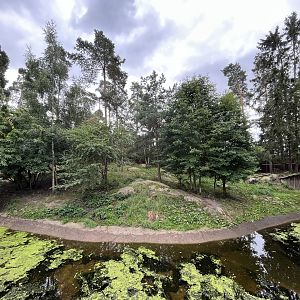 Chinese Dhole Exhibit