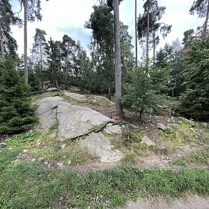 Chinese Dhole Exhibit