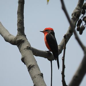 Scarlet flycatcher - Lima
