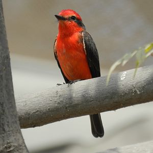 Scarlet flycatcher - Lima